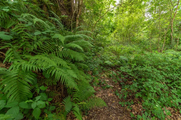 Horizontal View Forest Floor Ferns Trees North Spain — Stock Photo, Image