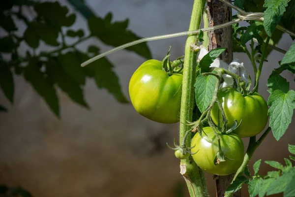 Detalle Cerca Tomates Verdes Orgánicos Inmaduros Con Hojas Jardín Casero —  Fotos de Stock