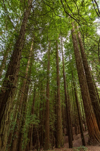 Low Angle View Sunset Tall Redwood Forest Cantabria Spain Vertically — Stock Photo, Image