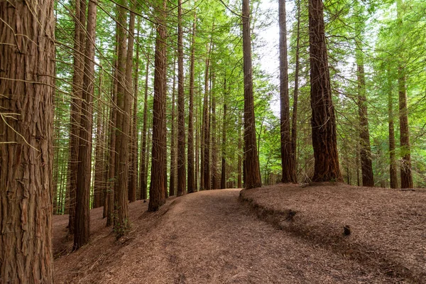 Γενική Λήψη Μονοπατιού Μέσα Δάσος Από Κοκκινόξυλο Απόγευμα Στην Κανταβρία — Φωτογραφία Αρχείου