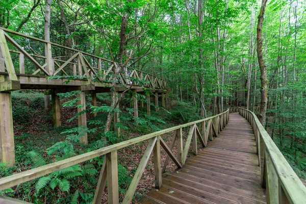 Prospettiva Camminamento Legno Senza Persone Attraverso Una Foresta Verde Cupa — Foto Stock