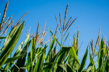 Yeşil mısır bitkilerinin yakın çekim mekanizması, çiçek açmış, arka planda mavi gökyüzü, yatay olarak, Cantabria, İspanya ve Avrupa 'da