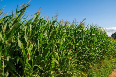 İspanya, Cantabria 'da mavi gökyüzü olan mısır tarlasının yan görüntüsü