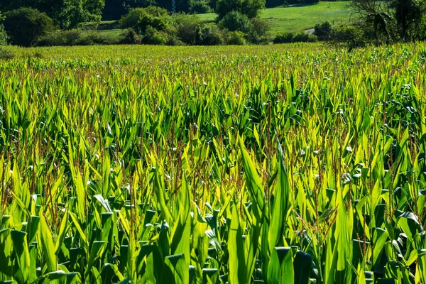 General Shot Green Corn Plantation Sunny Field Background Horizontally Cantabria — Stock Photo, Image