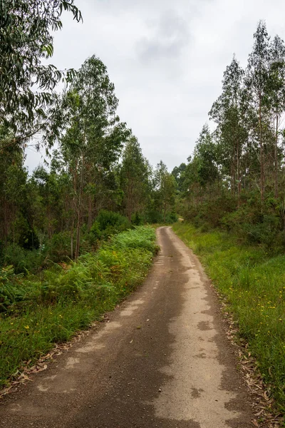 View Forest Path Eucalyptus Trees Cloudy Summer Morning Cantabria Spain — Stock Photo, Image