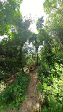 Dikey video. Ormanda örülmüş büyük bir yuva yapısının içinde oturan kadın kamera oyuğun ortasından öne doğru uçarken, 360 derecelik açıyla görüntülenmiş,