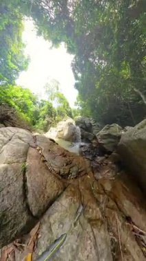 Dikey video. Kadın ve erkek yukarıdaki kavisli ağaçlarla kayalık orman patikalarından inerken, kadın onları uzaktan takip ediyor, enlemli küresel manzara, Doğal Trek Konsepti