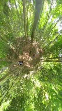 Dikey video. Erkek ve kadın orman yolunda yürür. Küçük Gezegen efektiyle uzun ağaçlar çevreyi sarar. Orman keşfi kavramı.