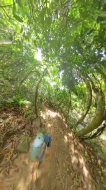 Dikey video. Orman yolunda yürüyen bir kadın yoğun yeşil ağaçların arasından süzülen güneş ışığıyla 360 derece kıvrımlı manzaralı orman huzuru kavramına yakalanır.