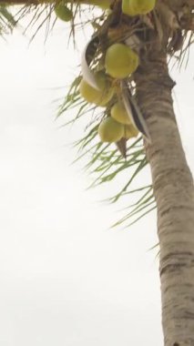 Dikey video. Zarif bardakta, üzerinde doğranmış mango ve bulanık palmiye arka planına karşı saman olan mangolu smoothie 'yi kapat, Tropik Yenileme Konsepti