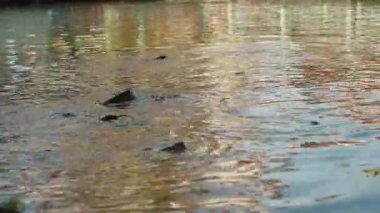 Catfish kısmen su yüzeyinden çıkıyor Düşük Açı, Sakin Su Hayatı Konseptinden Görülen Renkli Yapıların Yansımaları