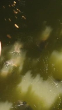 Dikey video. Yesil Göletteki Baliga Atarken, Yukaridan Görülen Taşlar Yaban Yaratiklari Konsepti 'ni besliyor.