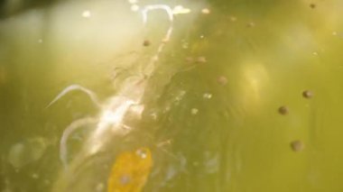 Kaplumbağa ve Balıklar Bulanık Yeşil Su Altında Işık Noktaları ve Yüzen Topaklar Yakın Açı 'dan, Sualtı Yaban Hayatı Konsepti