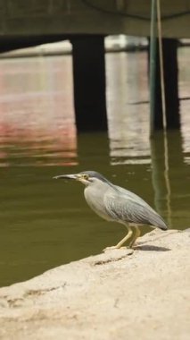 Dikey video. Gri balıkçıl, Sandy Riverbank Köprüsü 'nün yanında duruyor. Sakin Su ve Yansımalar Yan Angle' dan Görüldü, Vahşi Yaşam Gözlem Konsepti