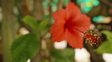 Yeşil Yapraklar ve Yumuşak Arkaplan Bulanıklığıyla Parlak Kırmızı Hibiscus Çiçek Açar Yakından Görülür Tropikal Çiçek Güzelliği Konsepti