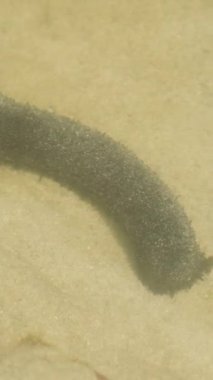 Dikey video. Kara Deniz Salatalığı Kumlu Okyanus Zemininde Dinleniyor Küçük Taşlarla Deniz Altında Deniz Yaşamı Konsepti