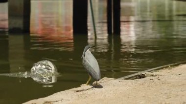 Gri balıkçıl Sandy Shore 'da duruyor Tahta İskele Tarafı Görünümü Altında Yansımalarla Suya Bakıyor, Vahşi Hayatı Gözlem Kavramı