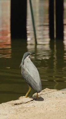 Dikey video. Gri balıkçıl Sandy Shore 'da duruyor Tahta İskele Tarafı Görünümü Altında Yansımalarla Suya Bakıyor, Vahşi Hayatı Gözlem Kavramı