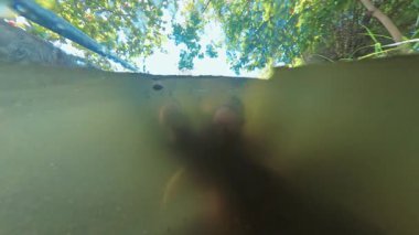 Osphronemus Su yüzeyinden Gıda Topluyor Yeşil Bitkiler ve Gökyüzü Yansıyan Bölünmüş Görüş, Beslenme Anı Konsepti