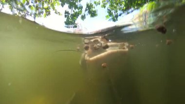 Ağaç yansımaları ve gölgelerle çevrili olarak beslenirken uzun bıyıklı ve geniş başlı yayın balığı su yüzeyine çıkıyor.