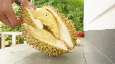 Açık Durian kabuğuna uzanan el, yumuşak sarı eti, açık havada, doğal ışık egzotik meyve kavramını açığa çıkarıyor.