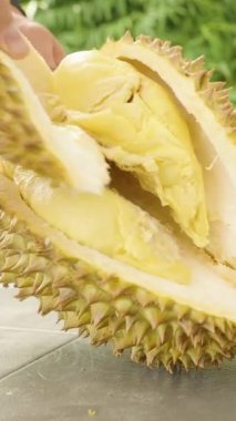 Dikey video. Açık Durian kabuğuna uzanan el, yumuşak sarı eti, açık havada, doğal ışık egzotik meyve kavramını açığa çıkarıyor.