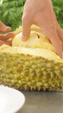 Dikey video. Açık Deniz Kabuğundan Sarı Durian Etini Çeken Açık Masa Kapalı Açık Hava Gündüz Egzotik Meyve Konsepti