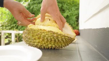 Açık Deniz Kabuğundan Sarı Durian Etini Çeken Açık Masa Kapalı Açık Hava Gündüz Egzotik Meyve Konsepti