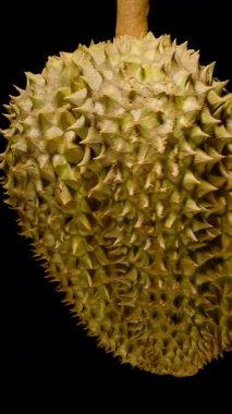 Dikey video. Siyah Arkaplan Sağlıklı Egzotik Meyve Kavramında Parlak Sarı Et ve Keskin Dikenli Kabuk ile Kusursuz Dönen Durian Aç