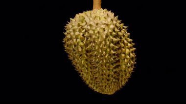 Siyah Arkaplan Sağlıklı Egzotik Meyve Kavramında Parlak Sarı Et ve Keskin Dikenli Kabuk ile Kusursuz Dönen Durian Aç