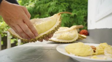Eller Büyük Açık Durian Kabuğu ve Sarı Kremsi Etleri Beyaz Tabağa Yerleştirip Açık Hava Sağlıklı Meyve Konseptine Kapatmak