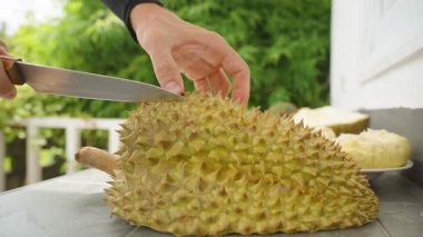 Eller Taze Dikenli Durian Gösteriyor Sarı Kremalı İçi Açık Masa Üstü Kapalı Doğal Meyve Konsepti