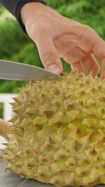 Dikey video. Eller Taze Dikenli Durian Gösteriyor Sarı Kremalı İçi Açık Masa Üstü Kapalı Doğal Meyve Konsepti