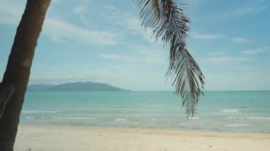 Deniz kıyısındaki Uzun Palmiye Ağacı Yeşil Önlü ve Hindistancevizleri Açık Mavi Gökyüzüne Karşı Düşük Açı 'dan Yakalandı, Tropikal Doğa Konsepti