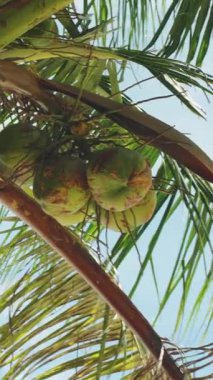 Dikey video. Yeşil hindistan cevizi ve güneş yapraklı palmiye ağacı tacının yakın görüntüsü, egzotik büyüme kavramı