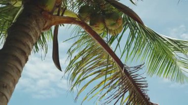 Turkuaz Denizi 'nin üzerinde asılı duran kuru palmiye yaprağı Parlak Gök altında İnsanlar Tropikal Rahatlamayı Kavradı