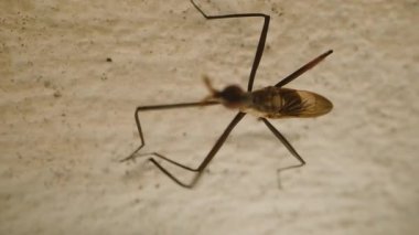 Uzun Bacaklı Kahverengi Böceğin Yakın Görüntüsü Açık Duvara Önden Ayaklarını Sürterek Makro Düşük Açı 'dan Sığ Derinlik Kavramı Böcek Davranışı Gözlemleme