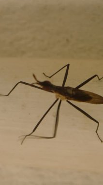 Dikey video. Yumuşak Ahşap Yüzeyde Dinlenen Uzun Bacaklı Kahverengi Böceğin Yan Görünümü Sıcak Hafif Vahşi Yaşam Detay Çalışmasıyla Yakın Açı 'dan Yakalandı