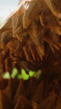 Dikey video. Çürümüş Durian Sivri Uçları 'nda Güneş Işığı ve Çürüme ve Vahşi Yaşam Etkileşimi Konseptinin Arkasındaki Yeşil Bitkiler Üzerinde Sürünen Böcek Makro Görünümünü Kapat