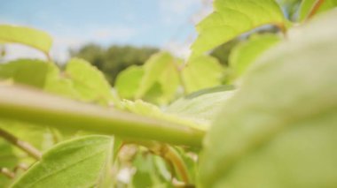 Dolly Kaydırıcı Taze Büyüme ve Doğal Sarmaşıklar Konseptinde Güneş Işığı ve Mavi Gökyüzü ile Yeşil Tırmanma Santrali Yaprakları Arasında Devam Ediyor