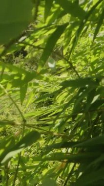 Dikey video. Dolly Kaydırıcı Yoğun Yeşil Bambu Yaprakları Arasında İlerlerken Güneş Işığı Gölgeleri ve Mavi Gök Görünür Doğal Orman Ortamı Konsepti