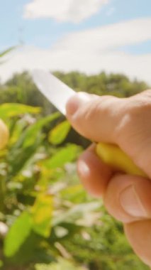 Dikey video. Parlak gökyüzünün altında olgun sarı bir mango ve parlak bir bıçağı tutan ve tropikal alanda kesmeye hazırlanan ilk kişi, Taze Meyve Hazırlama