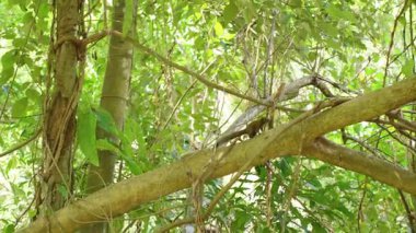 Kalın ağaç dalında yürüyen küçük kahverengi sincap yoğun yeşil yapraklarla çevrili, geniş açılı, vahşi yaşam kavramı