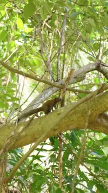 Dikey video. Kalın ağaç dalında yürüyen küçük kahverengi sincap yoğun yeşil yapraklarla çevrili, geniş açılı, vahşi yaşam kavramı