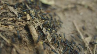 Mavi karıncalar, yiyecek parçalarını yavaş çekim, düşük açı ve doğa süreci konseptiyle orman zemininde taşıyorlar.