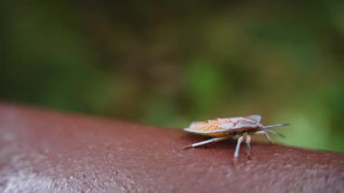 Kahverengi yüzeyde gezinen renkli Kokulu Böcek Bulanık Yeşil Arkaplan, makro yakın odak, Böcek Gözlem Konsepti