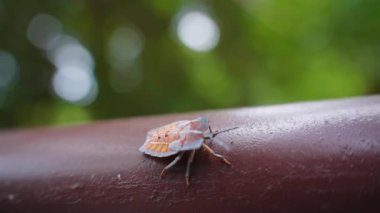 Kokuşmuş Böcek Tahta Tırabzanda Anten ve Bacaklara Odaklanma, Makro yakın açı, Böcek Gözlem Konsepti