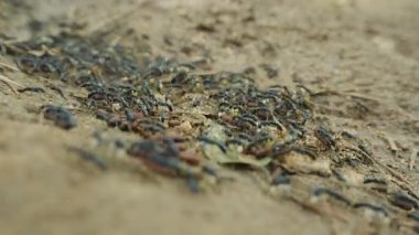 Mavi Karıncalar Larva ve Kozaları Taşırken Toprak ve Kurak Yapraklar Geniş Grupta, düşük açı, hızlı hareket, takım çalışması ve koloni yaşam konsepti