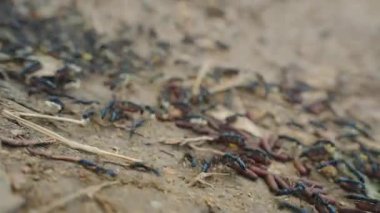 Mavi Karıncalar Larva ve Kozaları Yapraklar ve Yapraklar ile Kuru Topraklar Arasında Taşımak, Düşük açı, Hızlı Hareket, İşbirlikçi Böcek Yaşam Konsepti