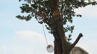 Sarkan Sepet Lambaları Üst üste Taştan Samui 'de Mavi Gök' e Karşı Uzun Ağaç Dallarında Sallanıyor, Dekoratif Doğa Konsepti